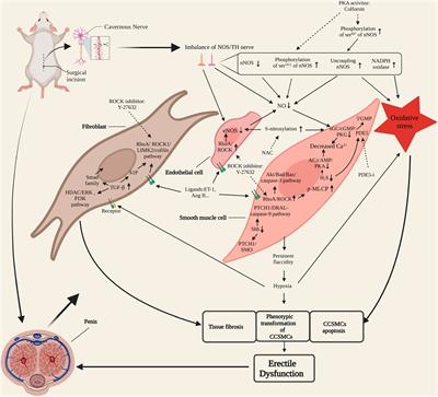 Frontiers Molecular pathogenesis and treatment of cavernous